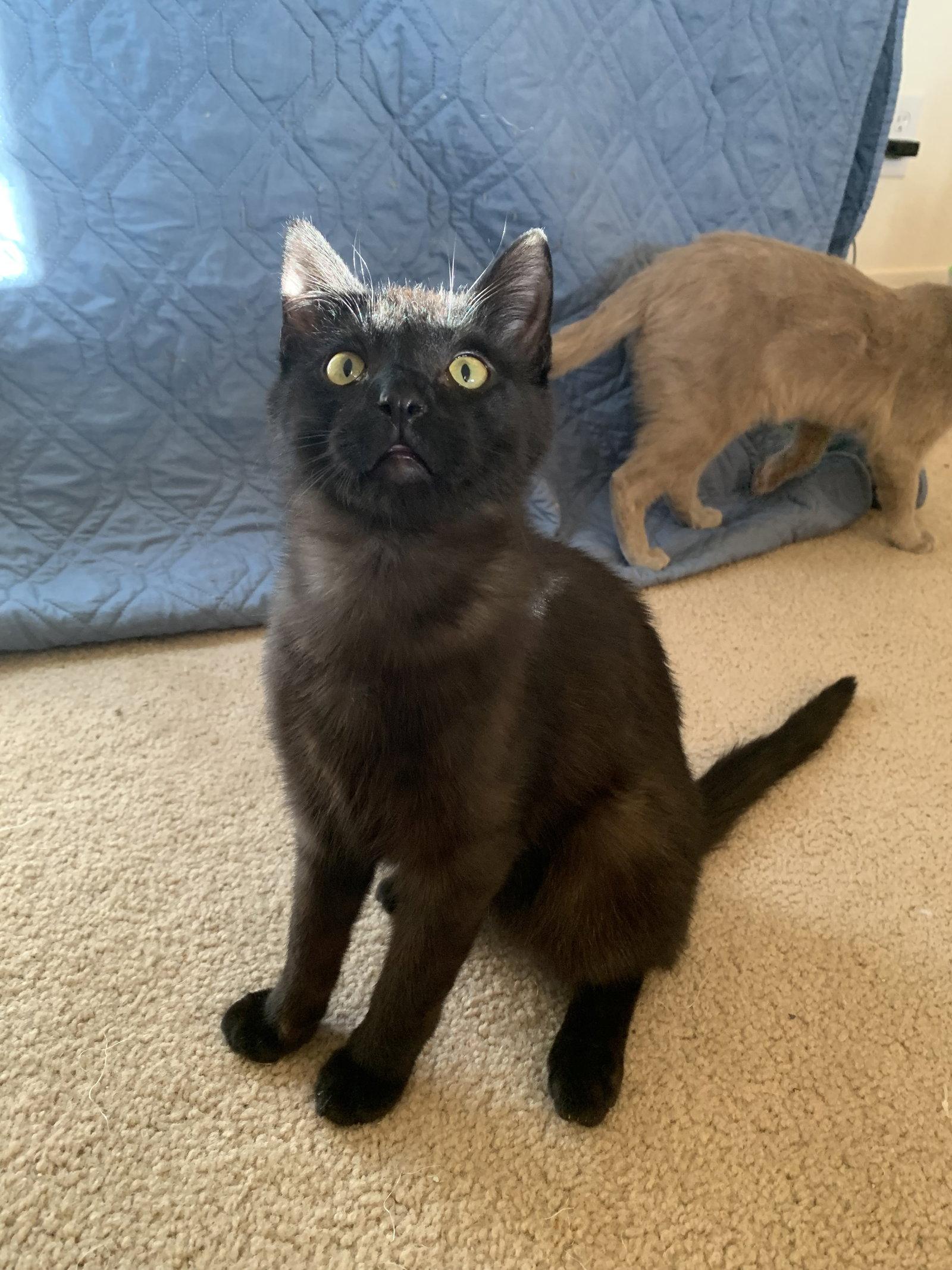 Enlarge Obsidian, a Adopted Domestic Short Hair in Aurora, CO image 2/3