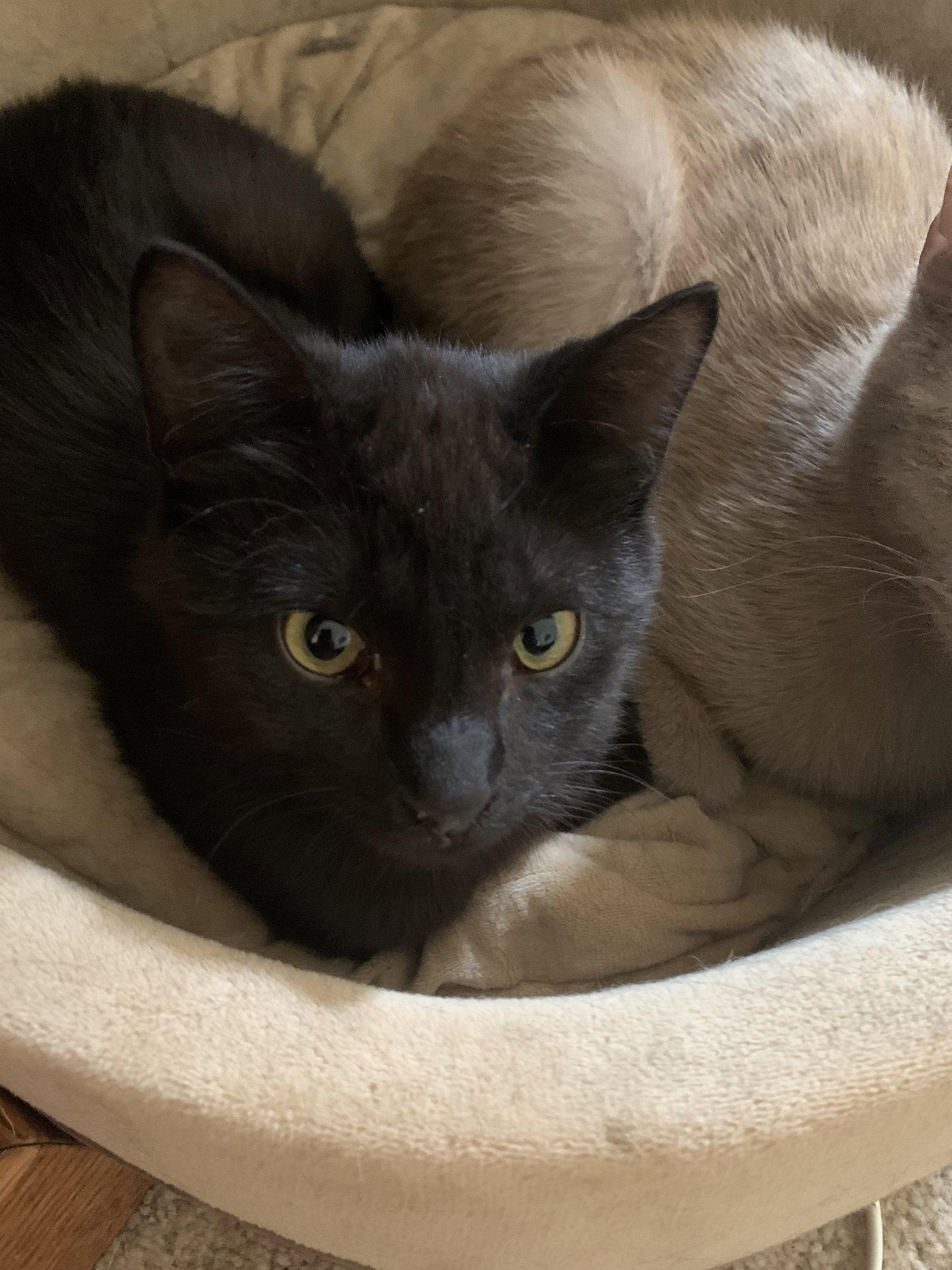 Enlarge Obsidian, a Adopted Domestic Short Hair in Aurora, CO image 3/3