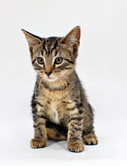 Enlarge Squeaks, a Adoptable mixed breed in Morton Grove, IL image 1/1