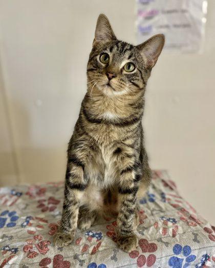 Enlarge Squeaks, a Adoptable mixed breed in Morton Grove, IL image 2/2