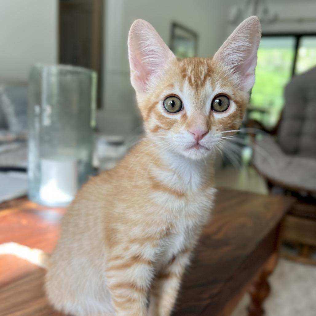 Tangelo, Adoptable, Kitten Male Domestic Short Hair.