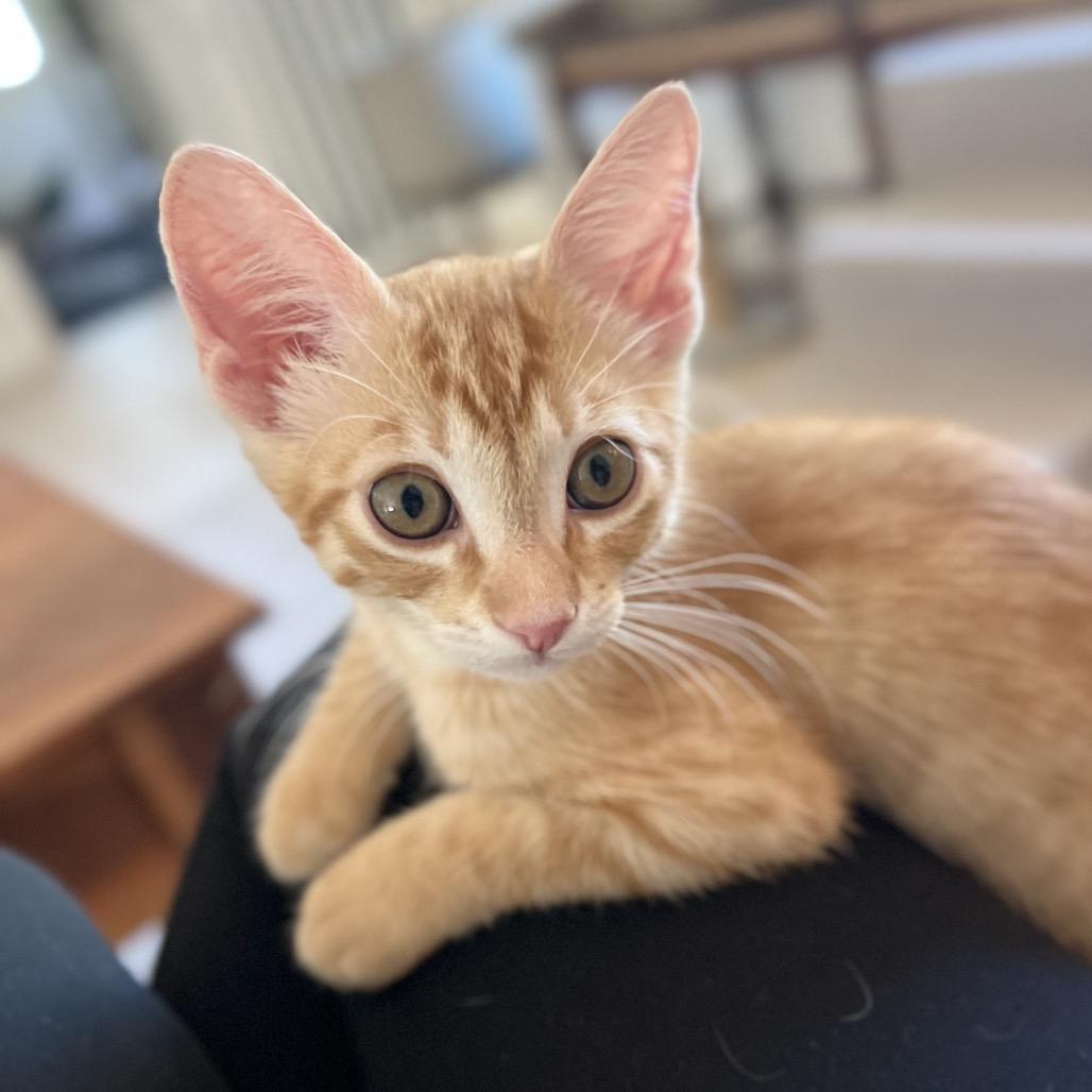 Enlarge Tangelo, a Adoptable Domestic Short Hair in Jupiter, FL image 2/6