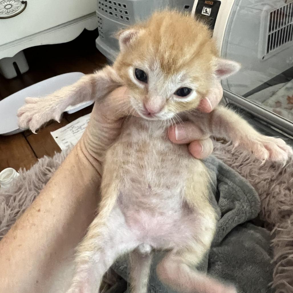 Enlarge Tangelo, a Adoptable Domestic Short Hair in Jupiter, FL image 3/6