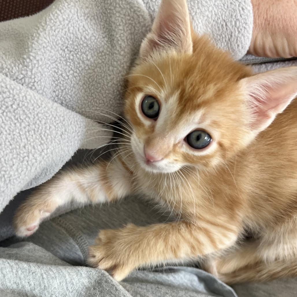 Enlarge Tangelo, a Adoptable Domestic Short Hair in Jupiter, FL image 4/6