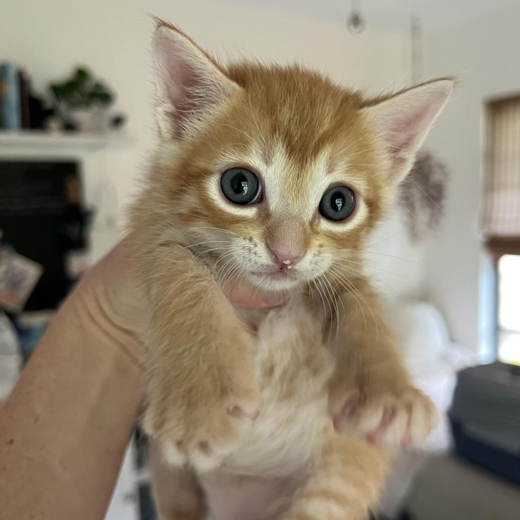 Enlarge Tangelo, a Adoptable Domestic Short Hair in Jupiter, FL image 5/6