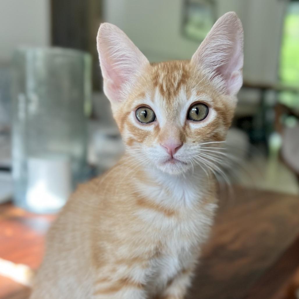 Enlarge Tangelo, a Adoptable Domestic Short Hair in Jupiter, FL image 6/6