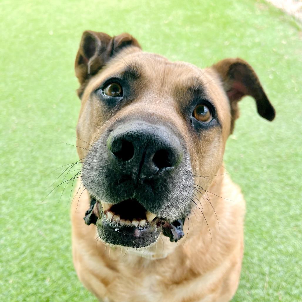 Zach, Adoptable, Senior Male Shepherd.