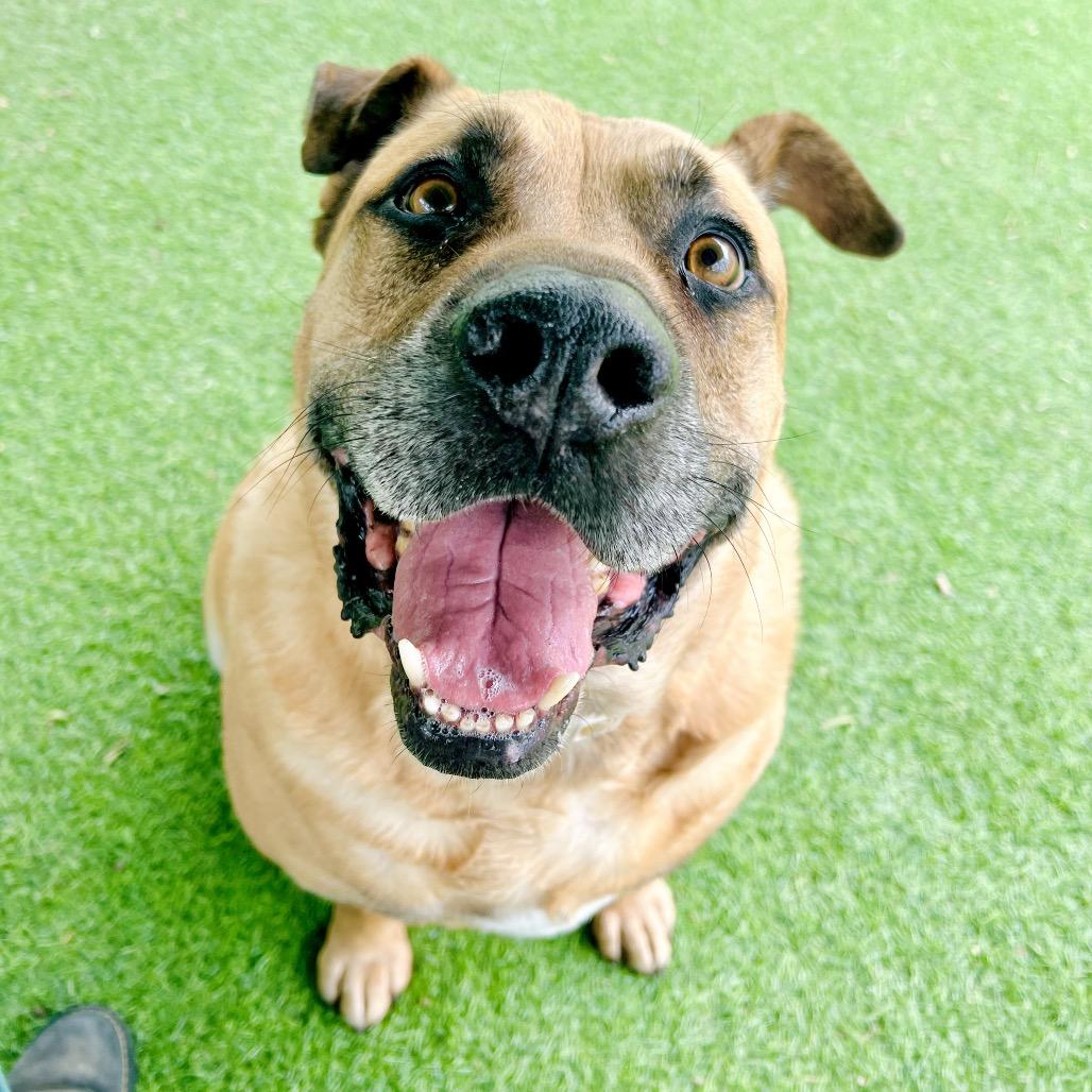 Zach, a Adoptable Shepherd in Ojai, CA image 2/2