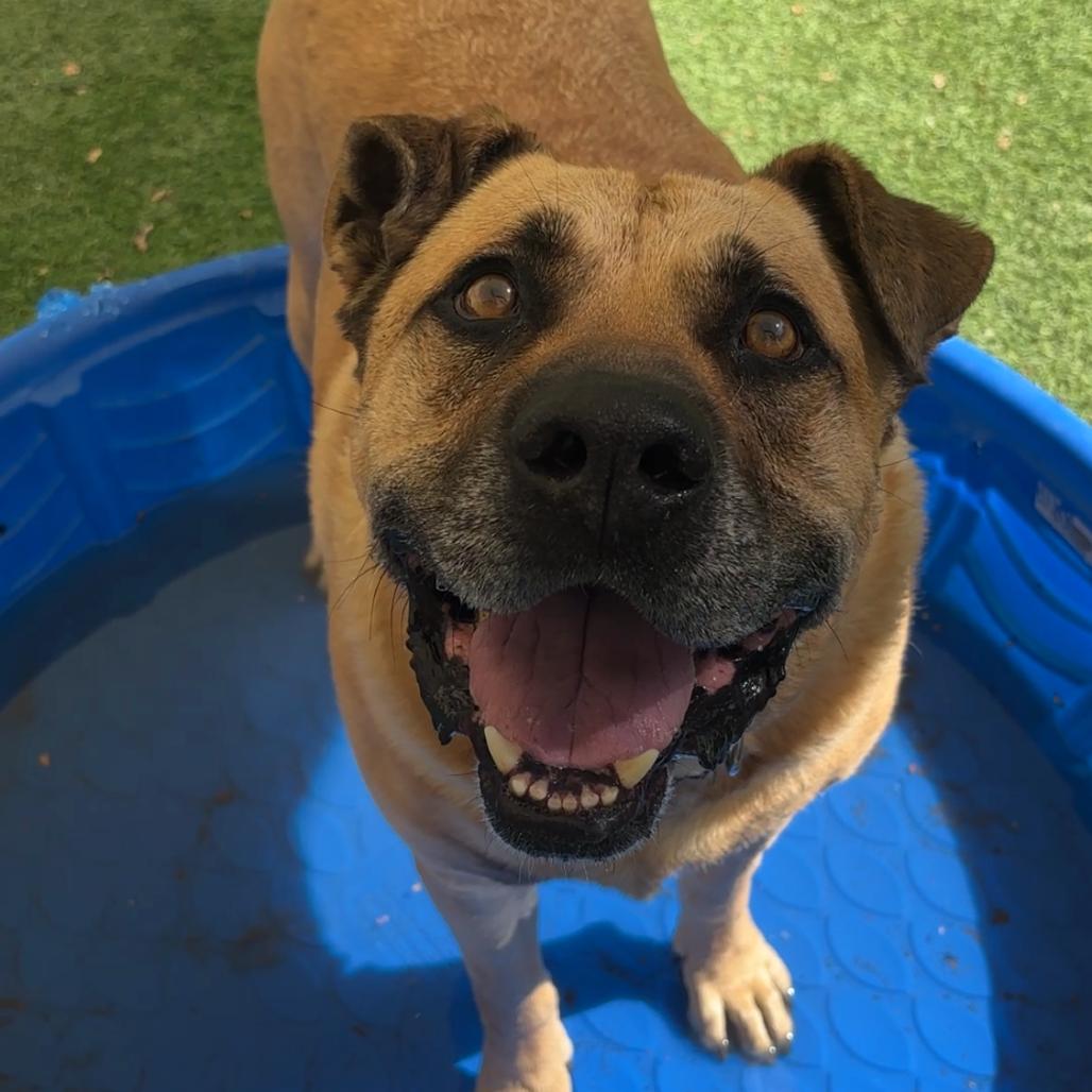 Enlarge Zach, a Adoptable Shepherd in Ojai, CA image 3/5