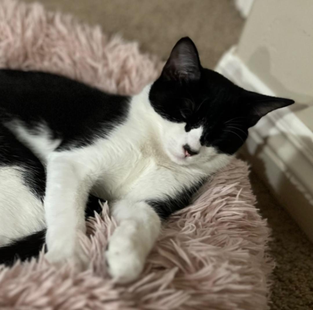 Enlarge Bailey, a Adoptable Domestic Short Hair in Oceanside, CA image 3/6