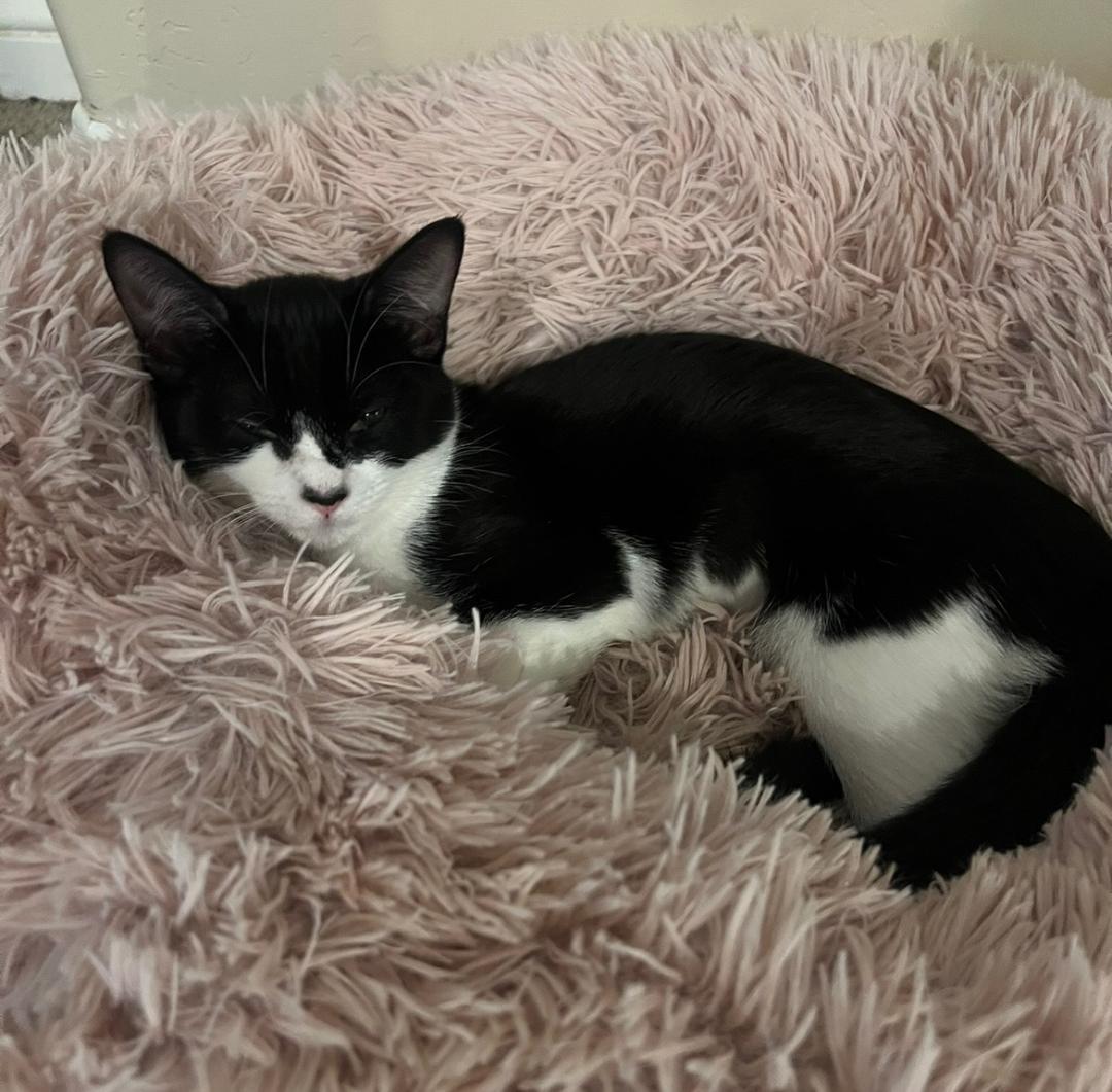 Enlarge Bailey, a Adoptable Domestic Short Hair in Oceanside, CA image 5/6