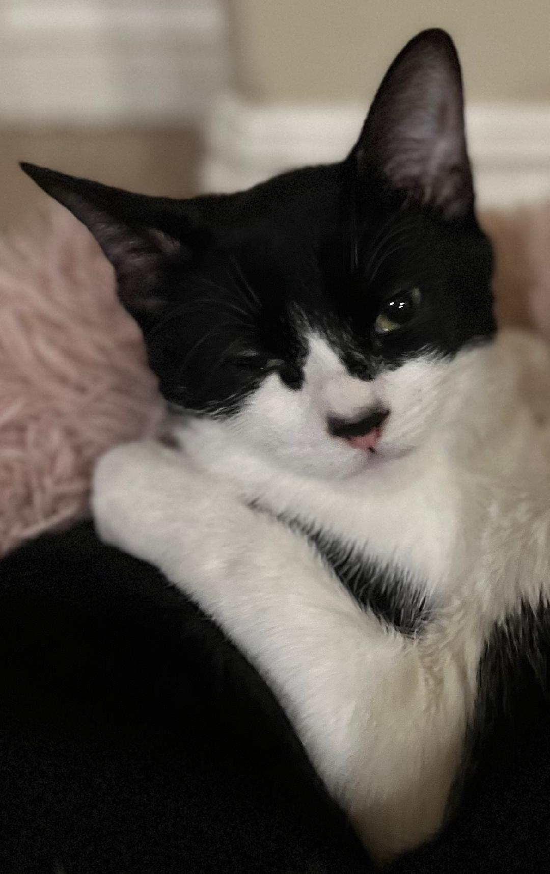 Enlarge Bailey, a Adoptable Domestic Short Hair in Oceanside, CA image 2/6