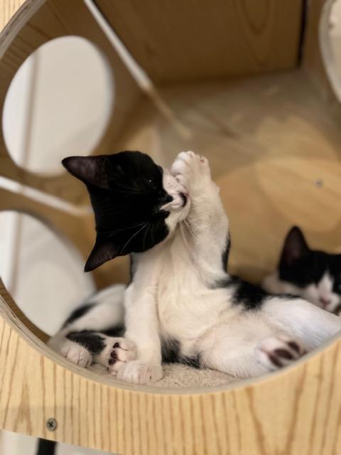 Bailey, Adoptable, Kitten Female Domestic Short Hair.