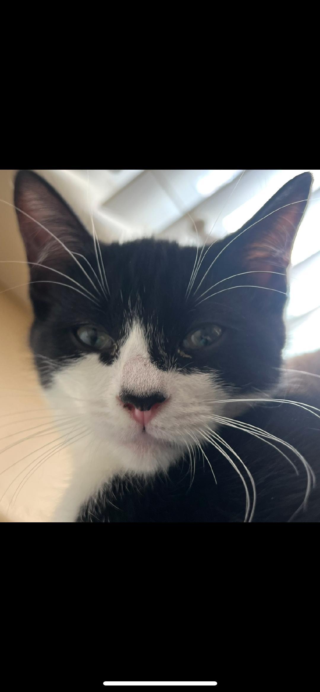 Enlarge Bailey, a Adoptable Domestic Short Hair in Oceanside, CA image 4/6