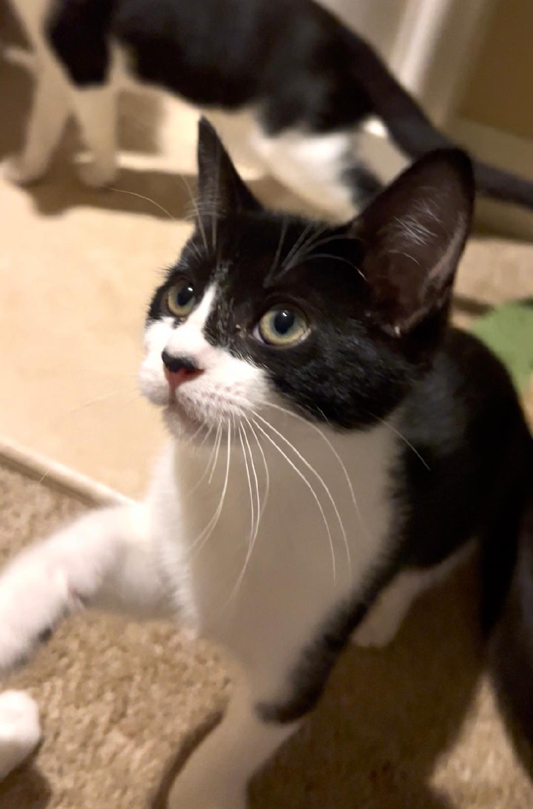 Enlarge Bailey, a Adoptable Domestic Short Hair in Oceanside, CA image 3/6