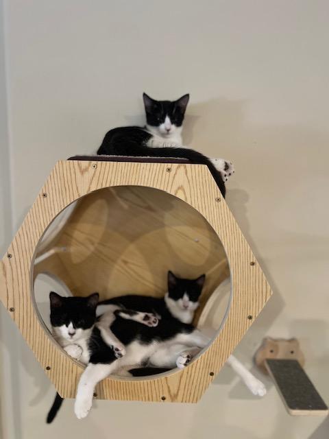 Enlarge Bailey, a Adoptable Domestic Short Hair in Oceanside, CA image 4/6