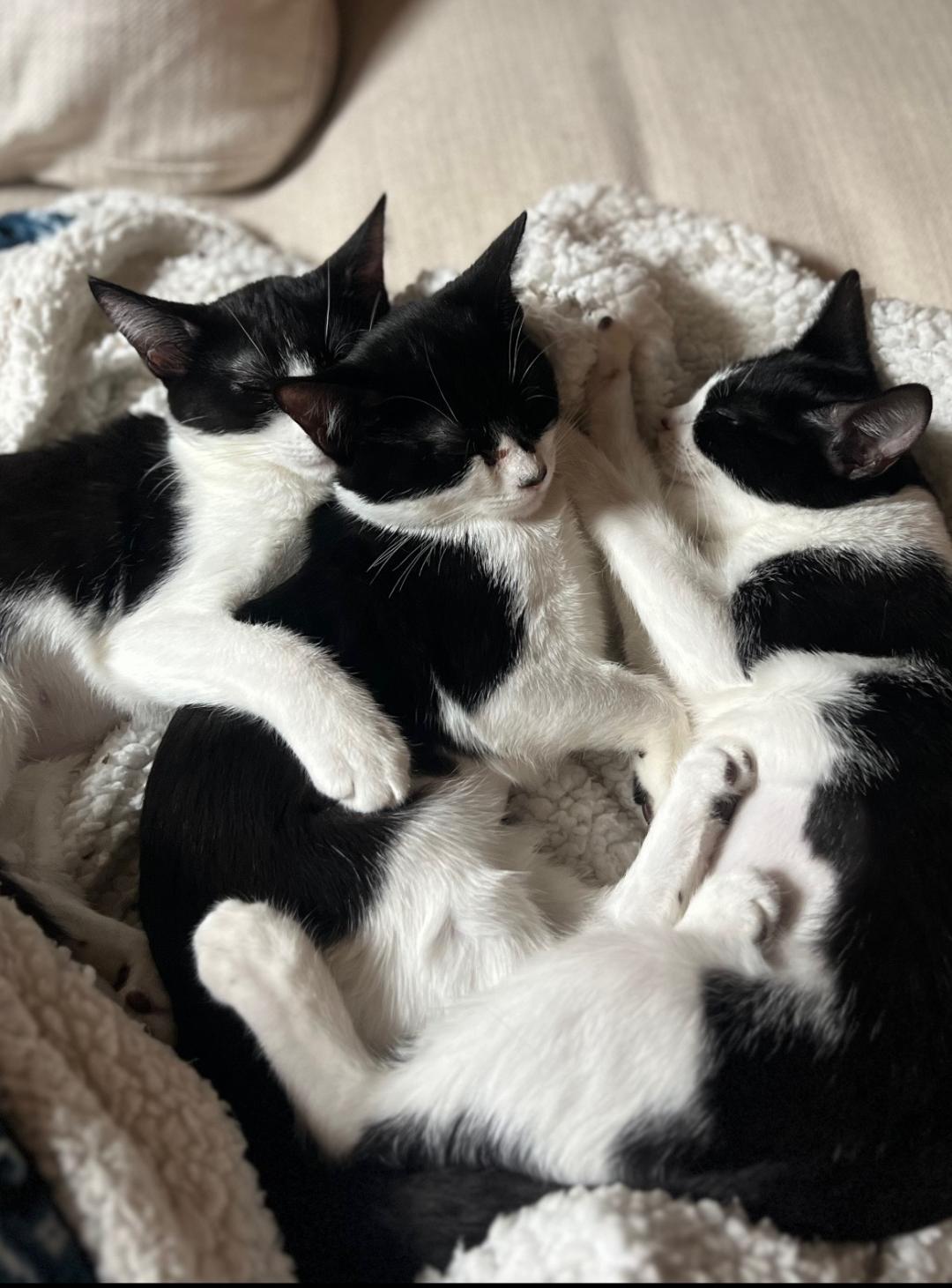 Enlarge Bailey, a Adoptable Domestic Short Hair in Oceanside, CA image 6/6