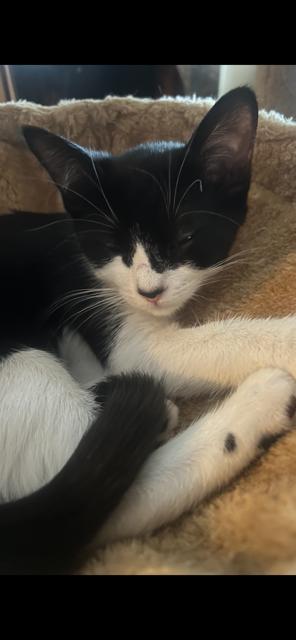 Enlarge Bailey, a Adoptable Domestic Short Hair in Oceanside, CA image 6/6