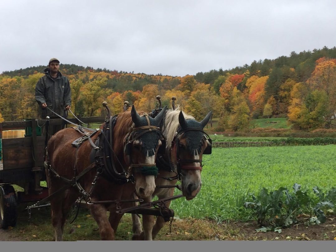 Horse for adoption Pat, a Belgian in South Deerfield, MA Petfinder