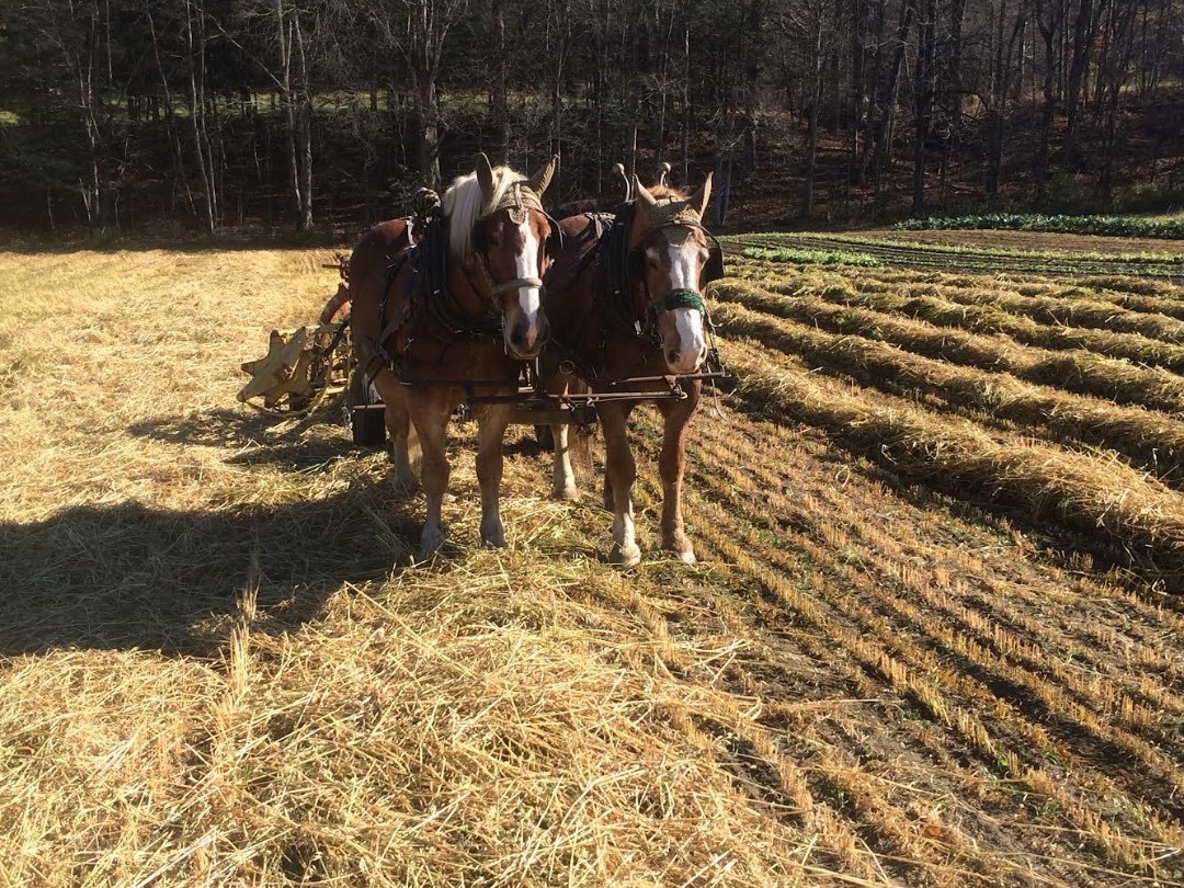 Horse for adoption Pat, a Belgian in South Deerfield, MA Petfinder