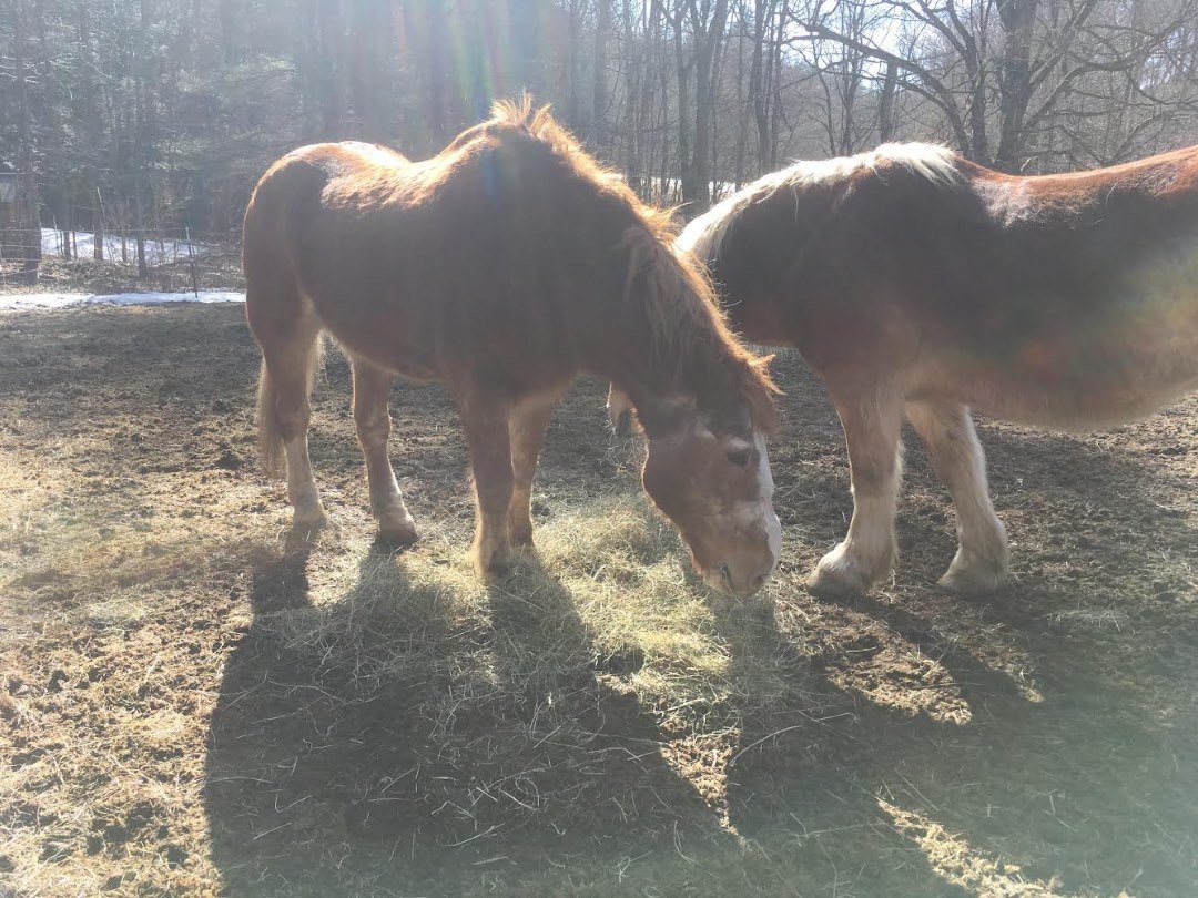 Horse for adoption Pat, a Belgian in South Deerfield, MA Petfinder