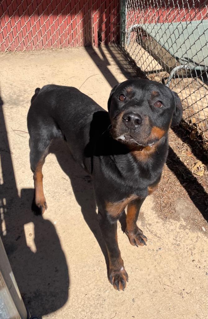 Enlarge Rotisserie, a Adoptable Rottweiler in Mineral, VA image 1/1