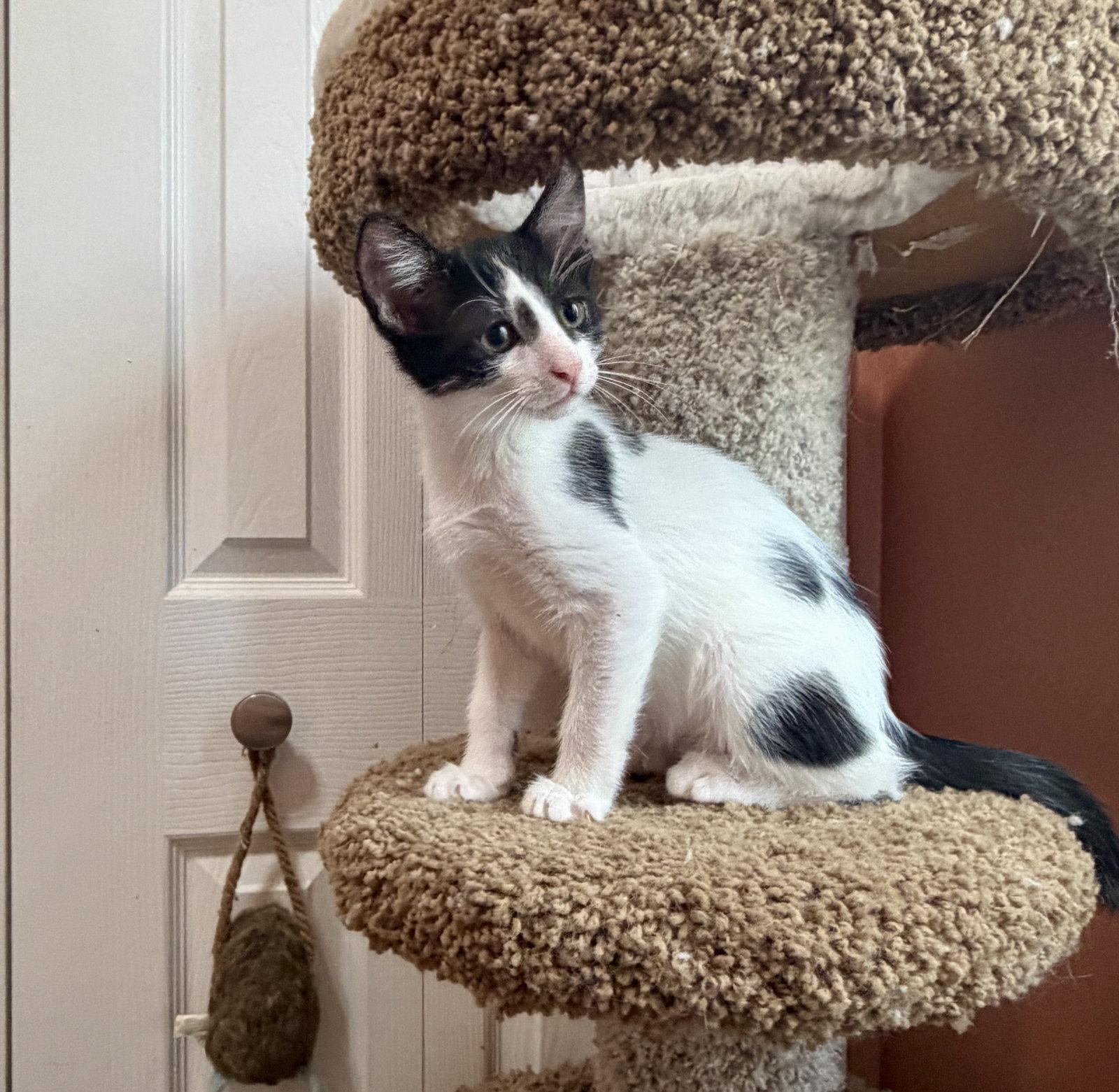 Spiral, Adoptable, Kitten Male Domestic Short Hair.