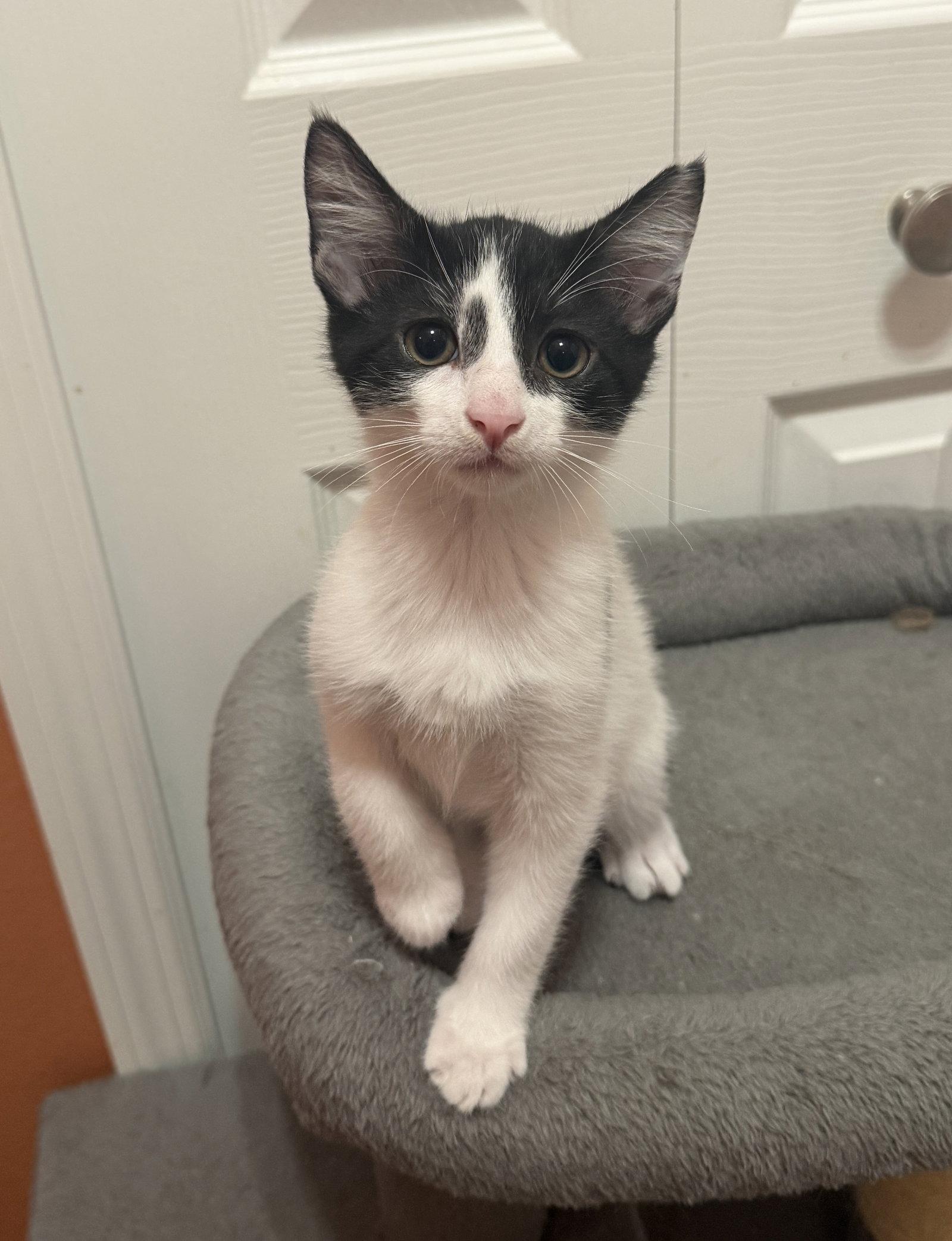 Enlarge Spiral, a Adoptable Domestic Short Hair in Orlando, FL image 2/3