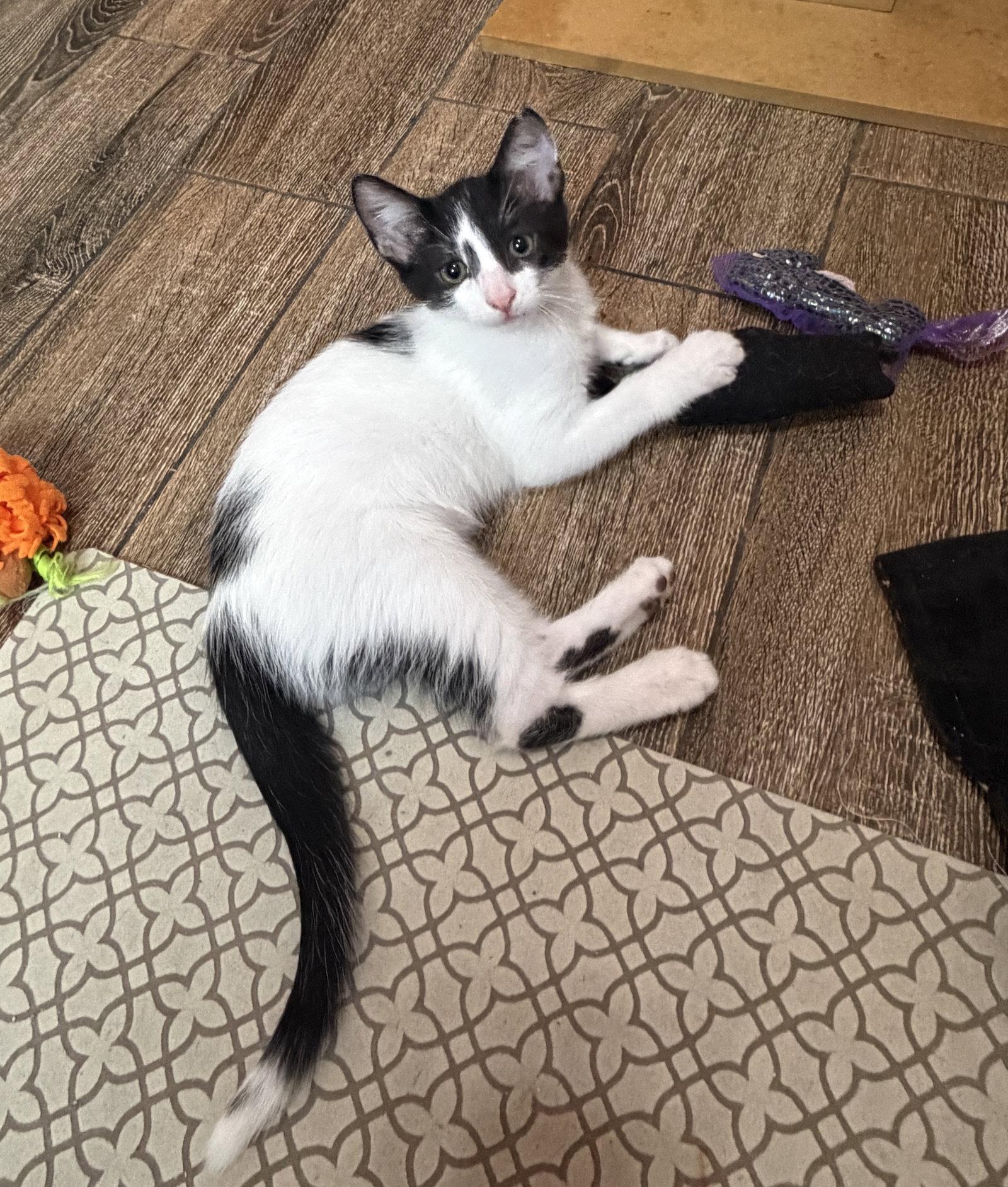 Enlarge Spiral, a Adoptable Domestic Short Hair in Orlando, FL image 3/3