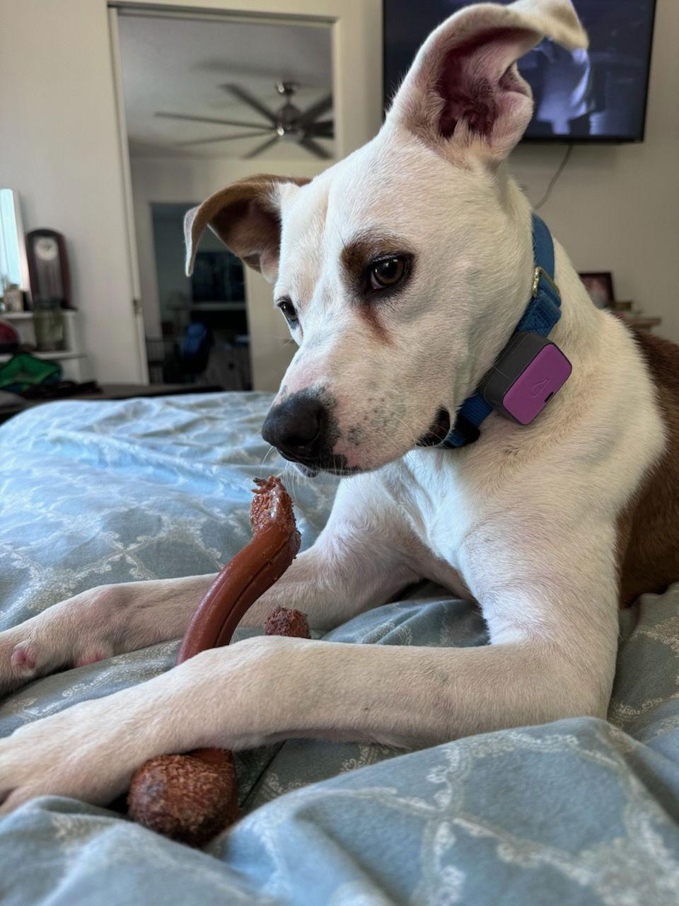 Enlarge TEDDY - Soft as a Teddy Bear, a Adoptable mixed breed in Atlanta, GA image 1/3