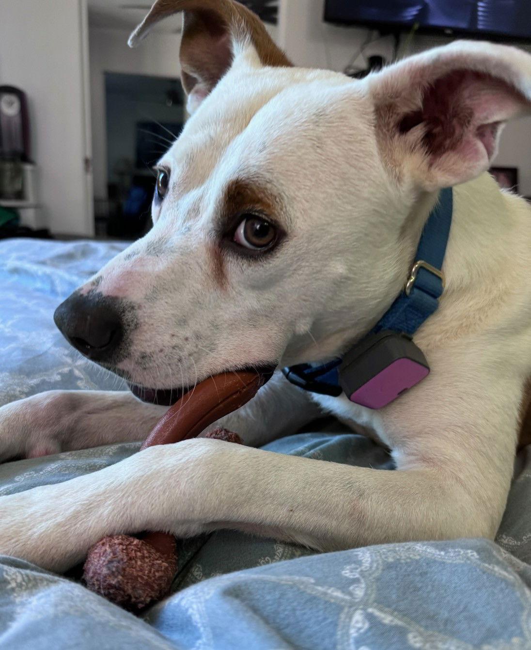 Enlarge TEDDY - Soft as a Teddy Bear, a Adoptable mixed breed in Atlanta, GA image 2/3