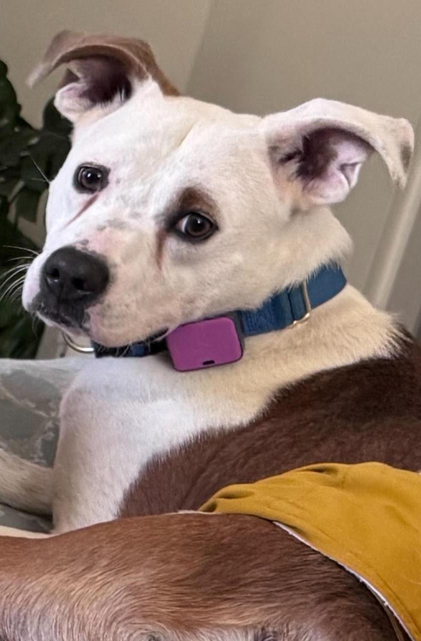 Enlarge TEDDY - Soft as a Teddy Bear, a Adoptable mixed breed in Atlanta, GA image 2/3