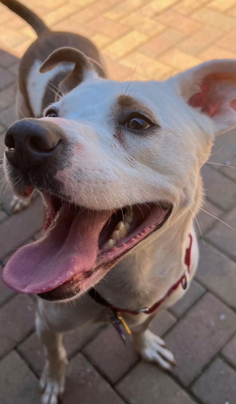 Enlarge TEDDY - Soft as a Teddy Bear, a Adoptable mixed breed in Atlanta, GA image 3/3