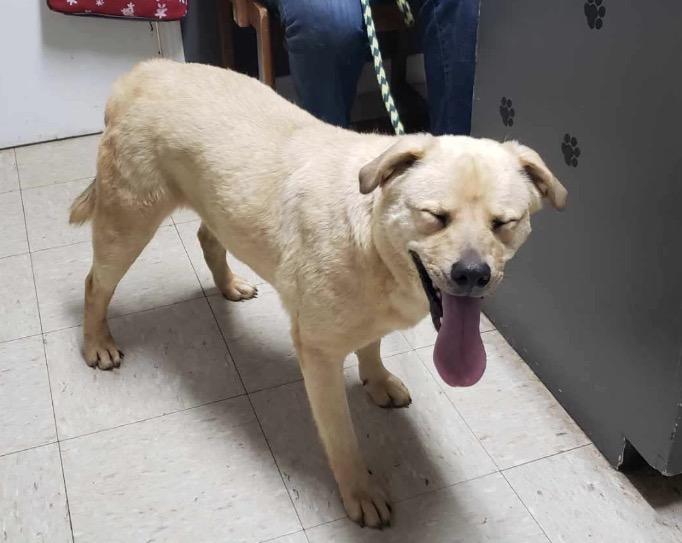 Winston, a Adoptable mixed breed in Pembroke, MA image 1/3