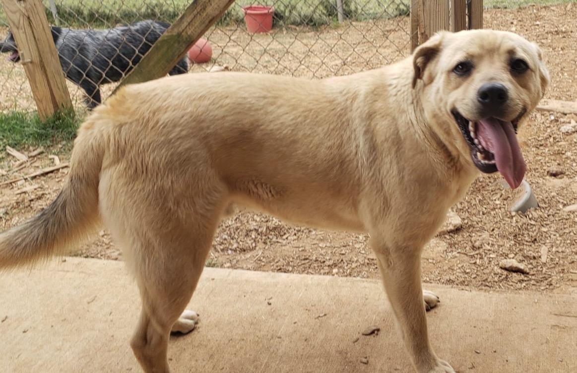Winston, a Adoptable mixed breed in Pembroke, MA image 2/3