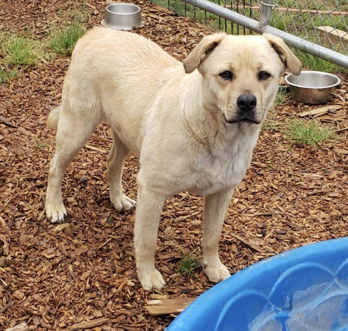 Winston, a Adoptable mixed breed in Pembroke, MA image 3/3