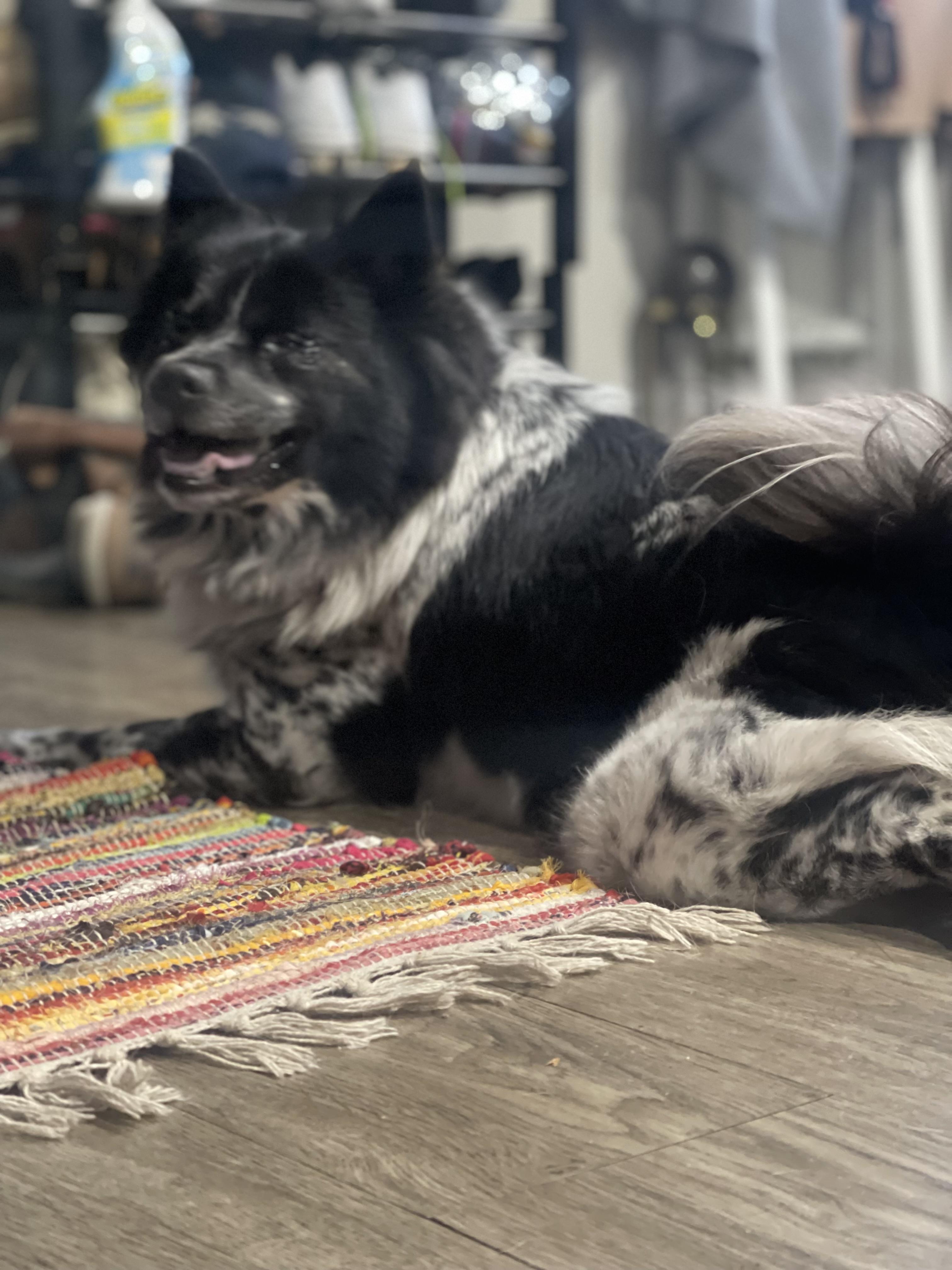 Enlarge Kaliqa , a ADOPTABLE mixed breed in Northlake, IL image 3/5