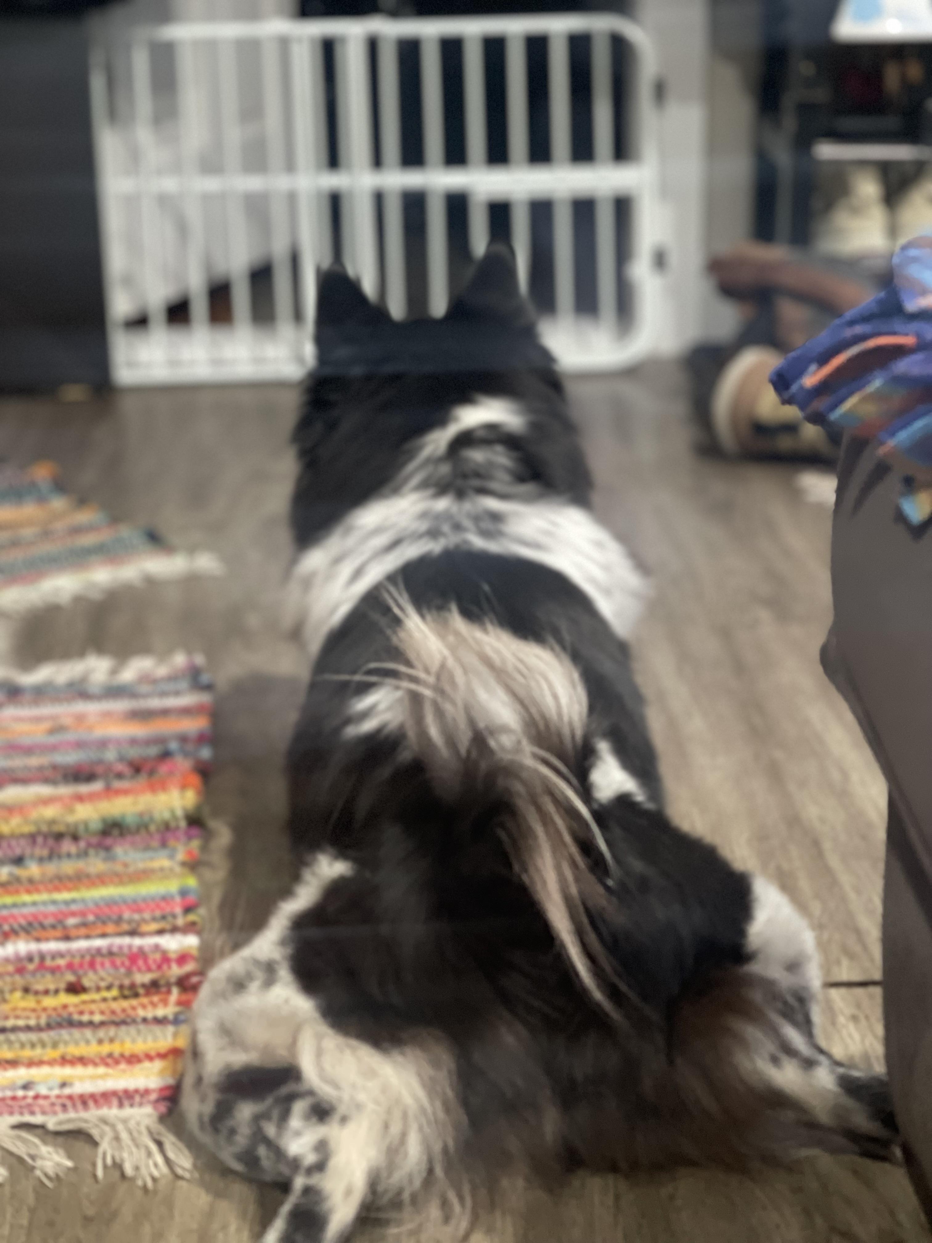 Enlarge Kaliqa , a ADOPTABLE mixed breed in Northlake, IL image 4/5