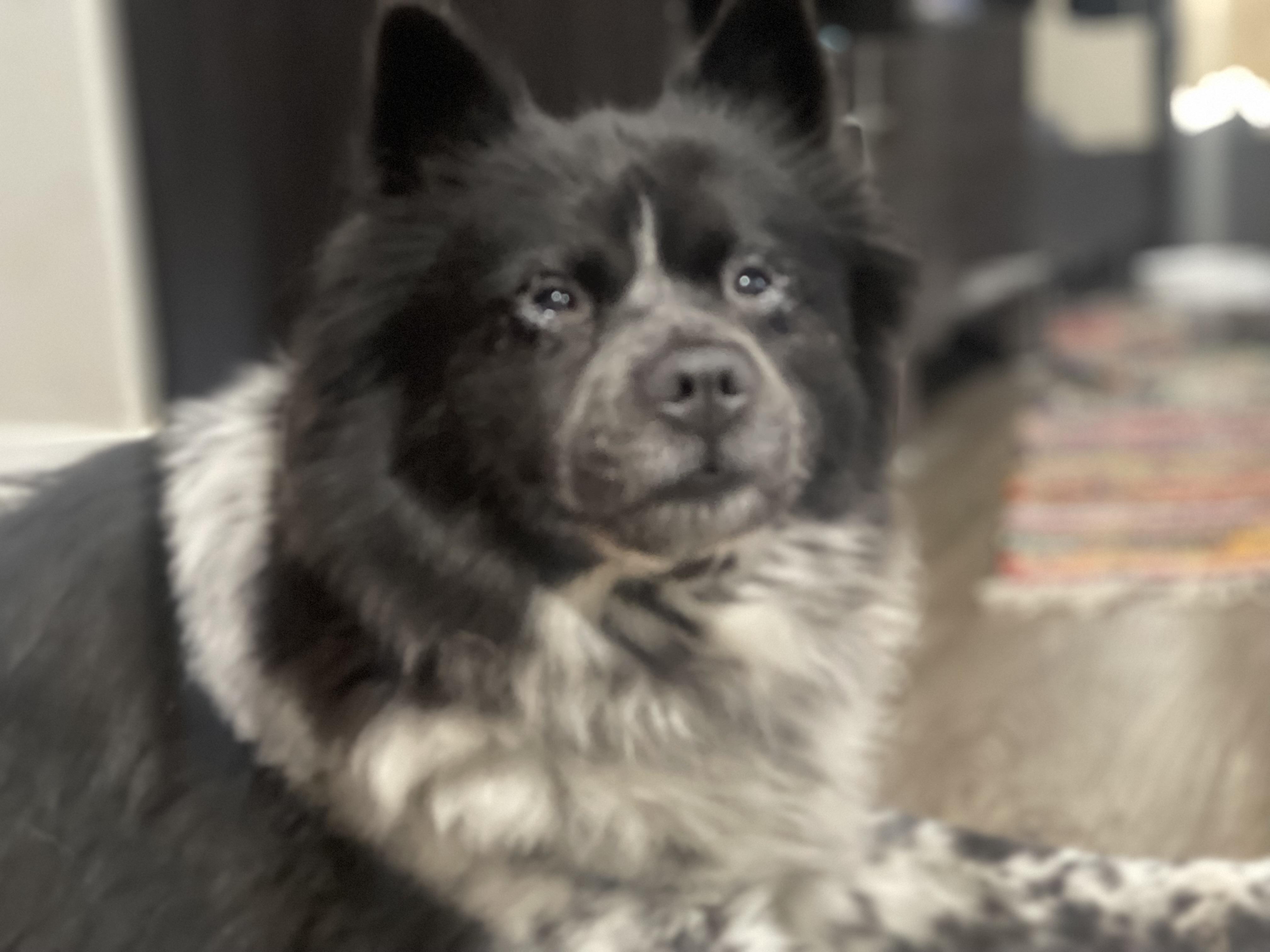 Kaliqa , ADOPTABLE, Young Female Chow Chow.