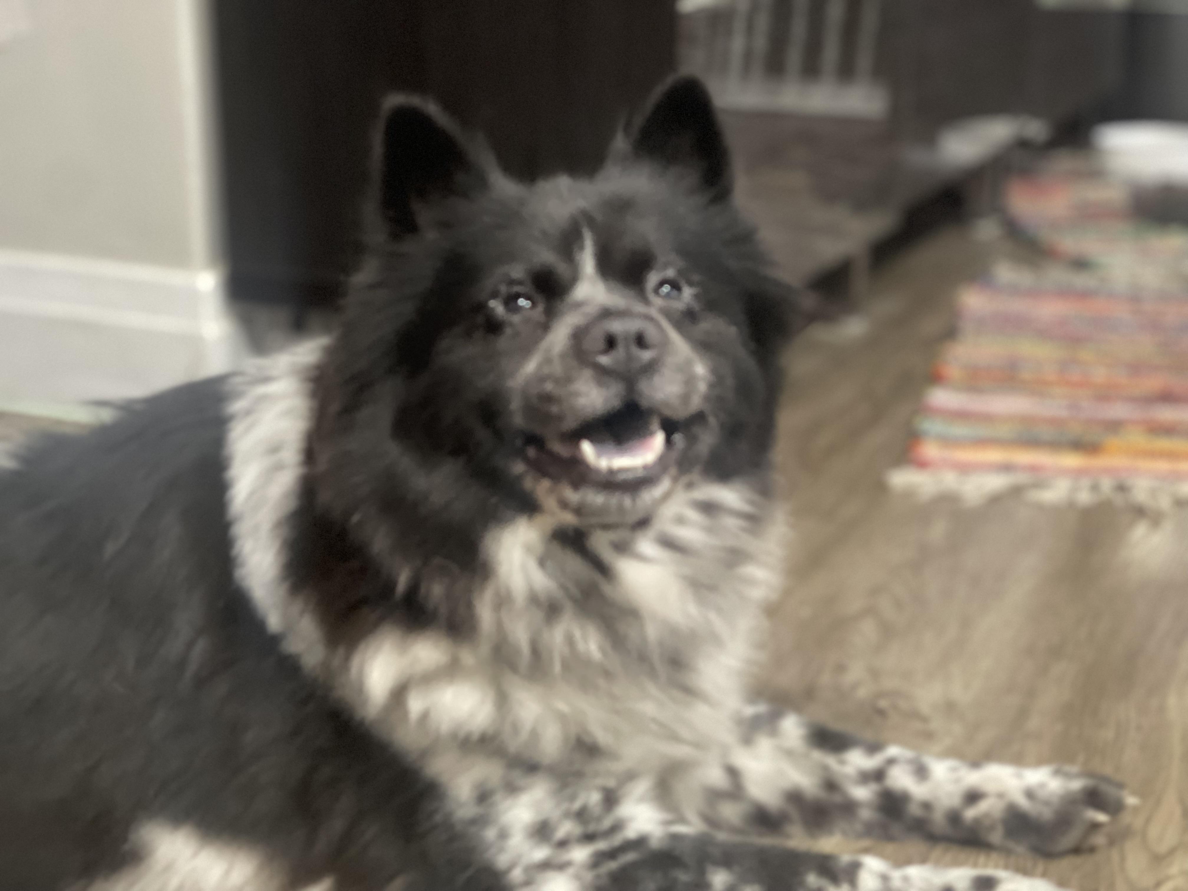 Enlarge Kaliqa , a ADOPTABLE mixed breed in Northlake, IL image 2/5