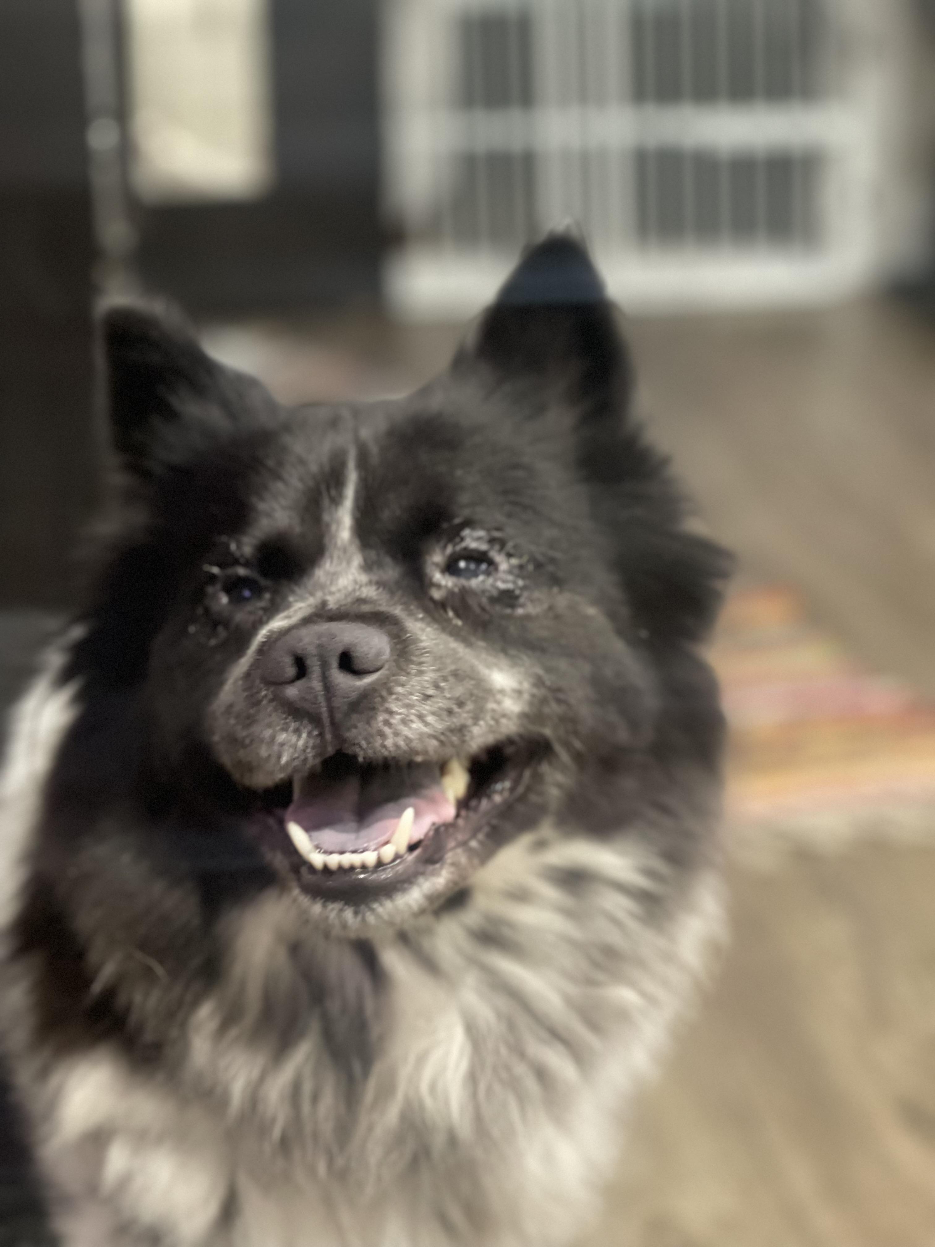 Enlarge Kaliqa , a ADOPTABLE mixed breed in Northlake, IL image 5/5