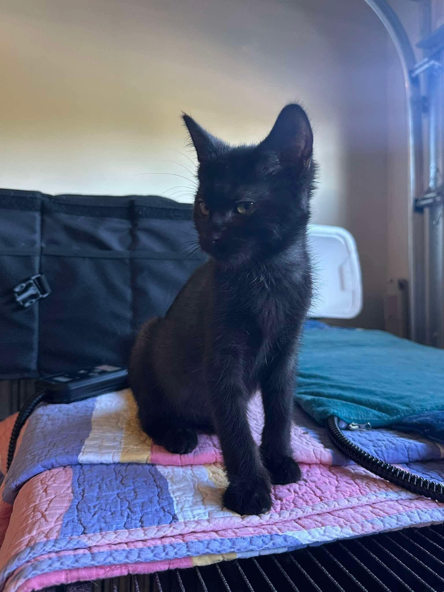 Kane, ADOPTABLE, Kitten Male Domestic Short Hair.