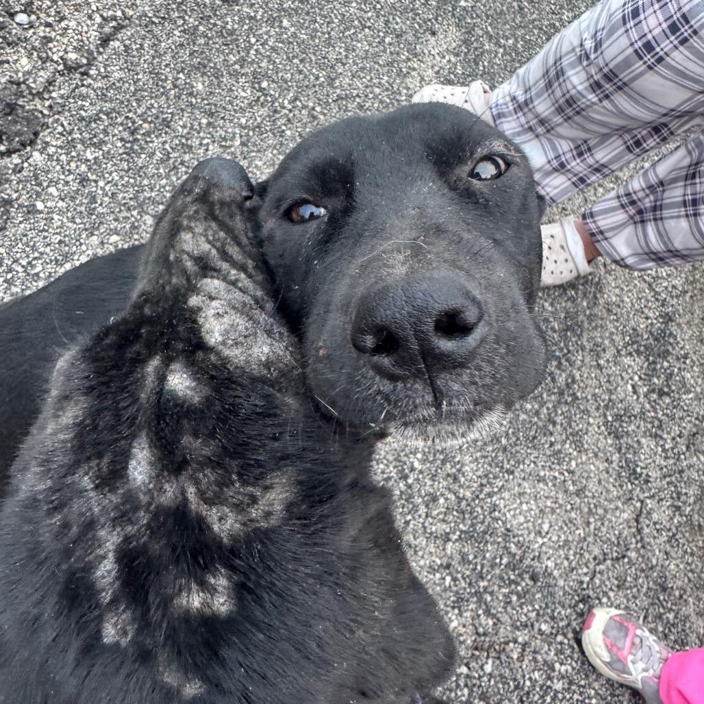 Halo, Adoptable, Young Male Collie.