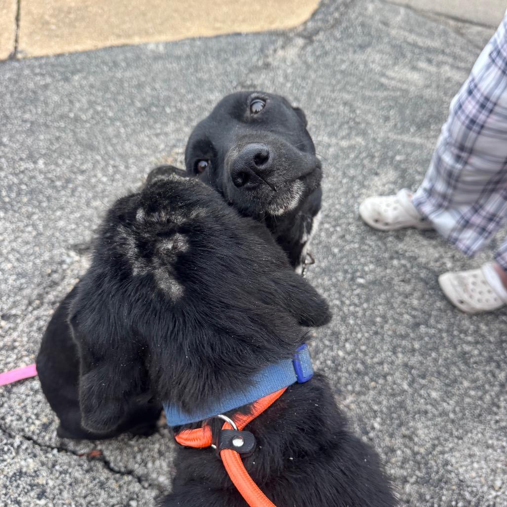 Enlarge Halo, a Adoptable Collie in West Plains, MO image 2/6