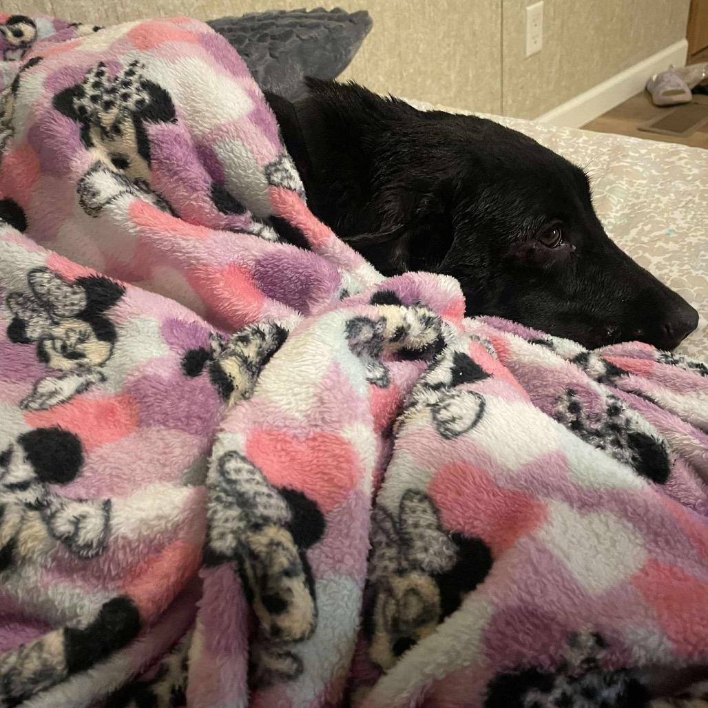 Enlarge Halo, a Adoptable Collie in West Plains, MO image 3/6