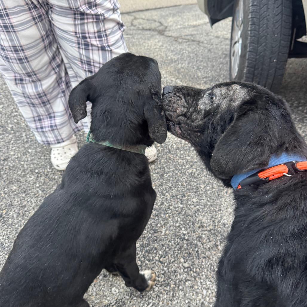 Enlarge Halo, a Adoptable Collie in West Plains, MO image 5/6