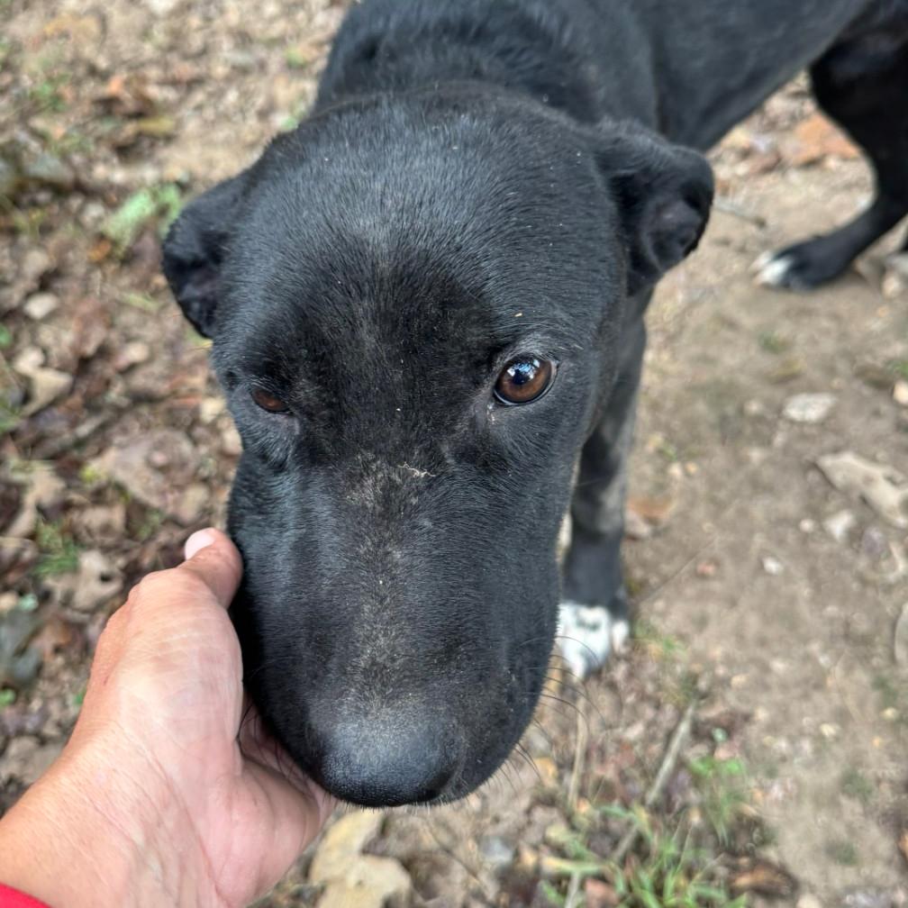 Enlarge Halo, a Adoptable Collie in West Plains, MO image 6/6