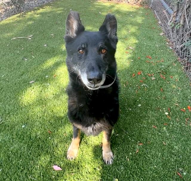 MAX, Adoptable, Senior Male German Shepherd Dog.