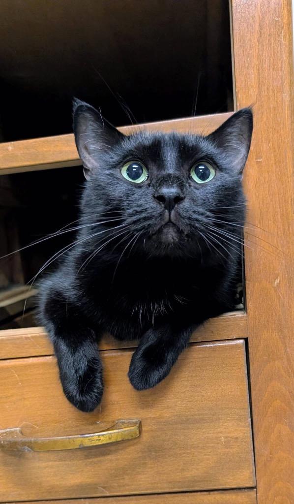 Enlarge Blondie, a Adoptable mixed breed in Portland, IN image 1/4