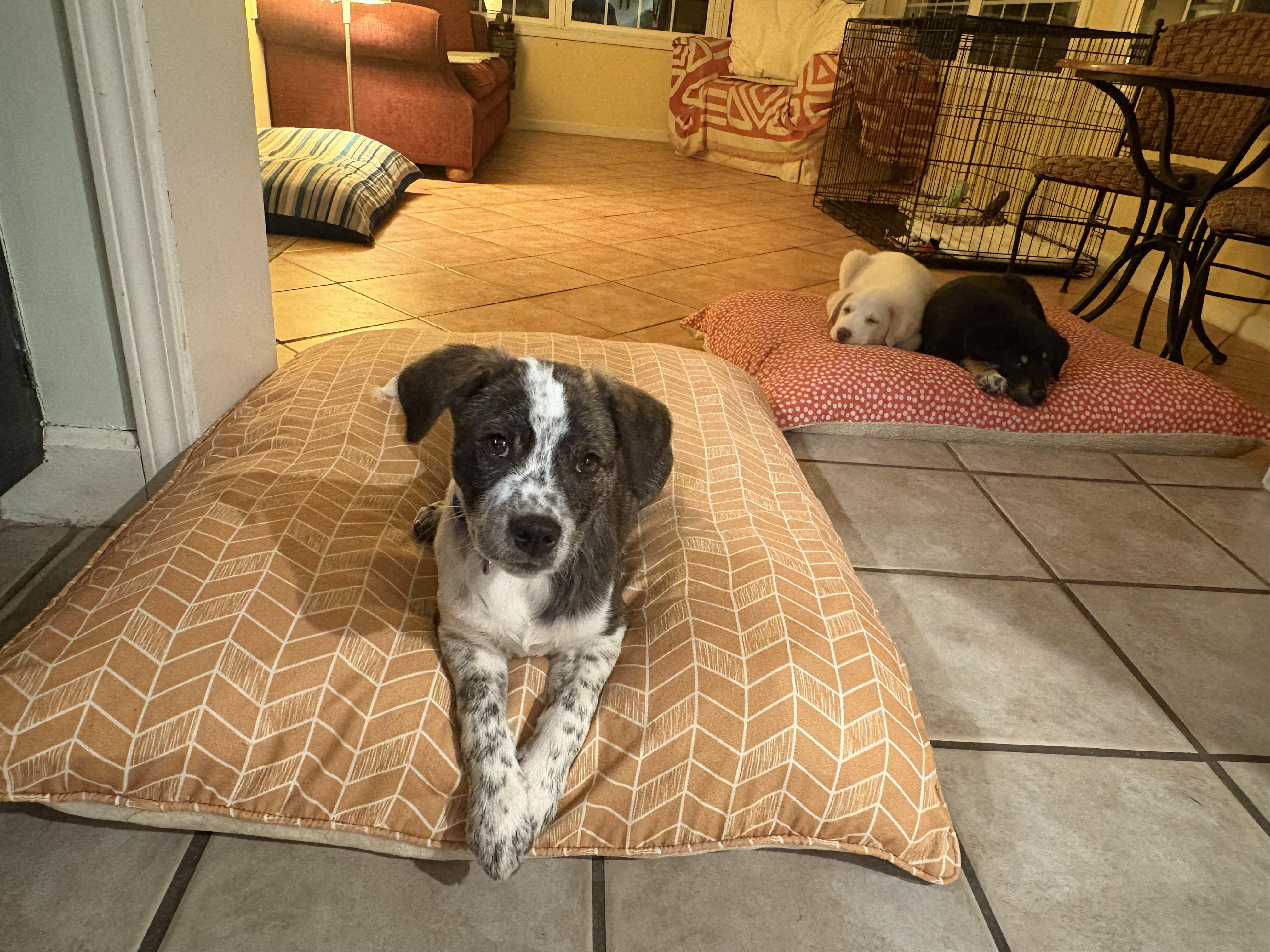 Dottie